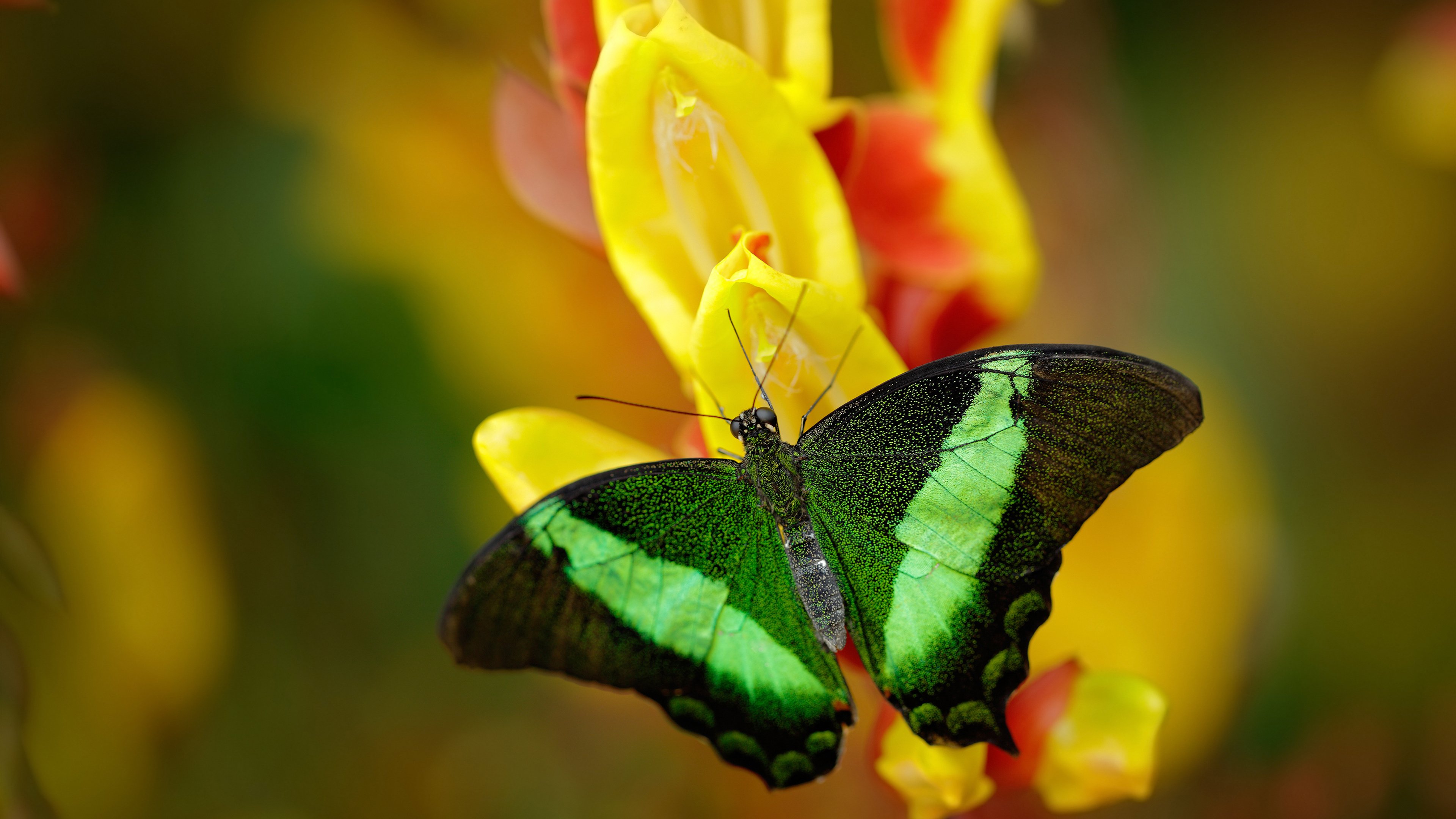 各地青少年足球联赛火热进行，挖掘潜力新星不断涌现，全国青少年足球
